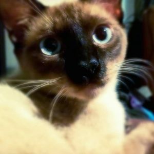 Meet your Posher, Nora